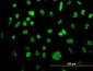 MCM3 Antibody (monoclonal) (M01)